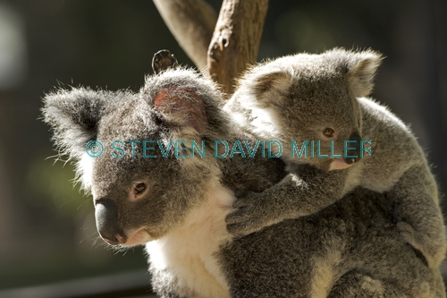 koala picture;koala;koala joey;phacolarctos cinereus;koala mother and joey;koala joey on mother's back;lone pine koala sanctuary;cute;furry;adorable