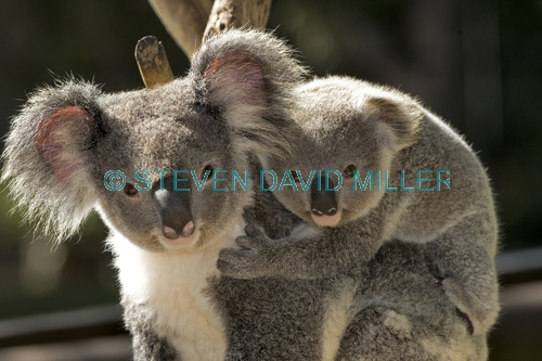 koala joey;koala baby;phacolarctos cinereus;koala mother and joey;koala mother and baby;koala joey on mother's back;koala baby on mother's back;lone pine koala sanctuary;cute;cute baby animal
