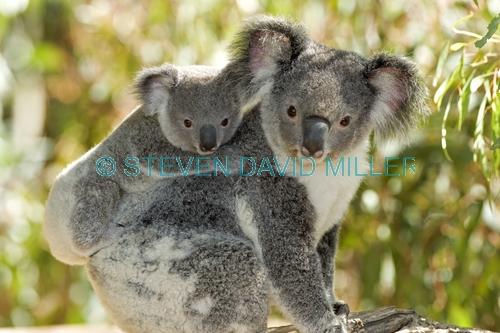 koala joey;koala baby;phacolarctos cinereus;koala mother and joey;koala mother and baby;koala joey on mother's back;koala baby on mother's back;lone pine koala sanctuary;cute;cute baby animal;adorable