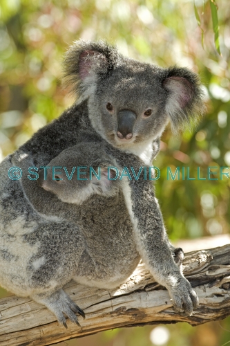 koala joey;koala baby;phacolarctos cinereus;koala mother and joey;koala mother and baby;lone pine koala sanctuary;koala;koala picture;hugging;bear hug;cute;cute baby animal