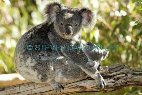 koala joey;koala baby;phacolarctos cinereus;koala mother and joey;koala mother and baby;lone pine koala sanctuary;koala picture;koala;bear hug;cute;cute baby animal;adorable