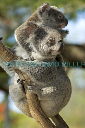 koala joey;koala baby;phacolarctos cinereus;koala mother and joey;koala mother and baby;koala joey on mother's back;koala baby on mother's back;lone pine koala sanctuary;koala picture;koala;cute;cute baby animal;adorable