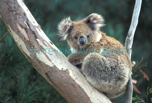 koala picture;koala;koala portrait;koala in tree;wild koala;phascolarctos cinereus;great otway national park;great ocean road;angahook forest;wild koala victoria