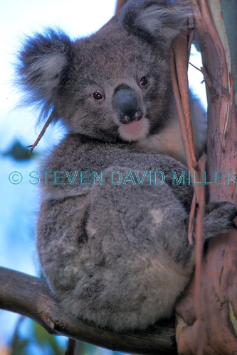 koala picture;koala;koala in tree;wild koala;kangaroo island koala;phascolarctos cinereus;kangaroo island