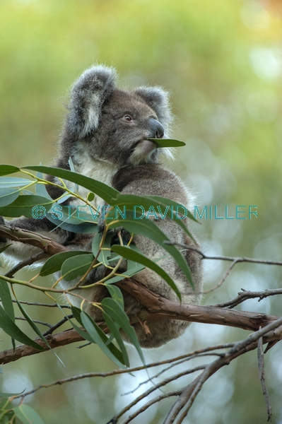 koala eating leaf