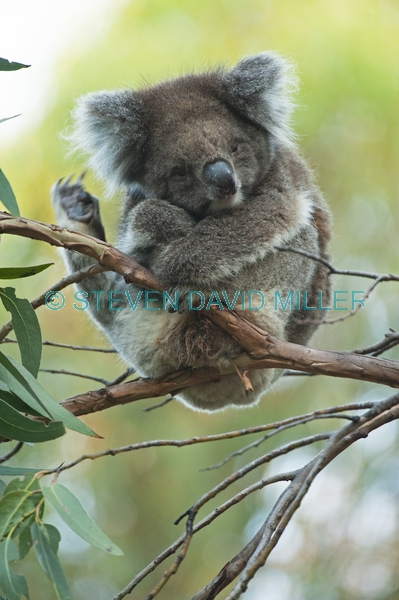 koala scratching