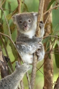 koala;baby-koala;koala-joey;phascolarctos-cinereus;baby-koala-exploring;baby-koala-near-mother;cute-