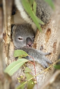 koala;baby-koala;koala-joey;phascolarctos-cinereus;koala-sleeping;baby-koala-and-mother;koala-breedi