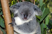 koala;koala-picture;koala-sleeping;sleepy-koala;phascolarctos-cinereus;koala-picture;furry;koala-por