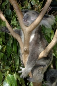koala;koala-picture;koala-portrait;koala-in-tree;phascolarctos-cinereus;eye-contact;cute;furry;adora