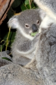 koala-picture;koala;phascolarctos-cinereus;baby-koala;koala-mother-and-baby;koala-mother-and-joey;ko
