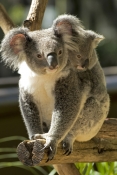 koala-joey;phacolarctos-cinereus;koala-mother-and-joey;koala-joey-on-mothers-back;lone-pine-koala-sa