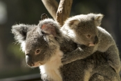 koala-picture;koala;koala-joey;phacolarctos-cinereus;koala-mother-and-joey;koala-joey-on-mothers-bac