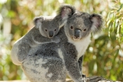 koala-joey;koala-baby;phacolarctos-cinereus;koala-mother-and-joey;koala-mother-and-baby;koala-joey-o
