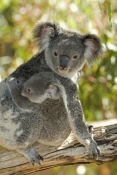 koala-joey;koala-baby;phacolarctos-cinereus;koala-mother-and-joey;koala-mother-and-baby;lone-pine-ko