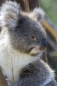Koalas in Wildlife Parks