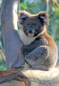 koala-picture;koala;koala-in-tree;wild-koala;kangaroo-island-koala;phascolarctos-cinereus;kangaroo-i
