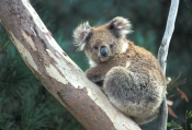 koala-picture;koala;koala-portrait;koala-in-tree;wild-koala;phascolarctos-cinereus;great-otway-natio
