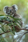 koala-eating-leaf