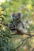 koala-eating-leaves