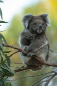 koala-paw