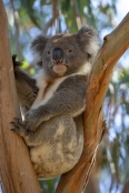 Wild Koalas