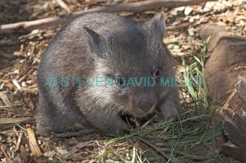 common womat;young wombat;wombat walking;orphaned wombat;vombatus ursinus;tasmanian wombat;bonorong wildlife park;wombat picture;wombat;cute;cute baby animal