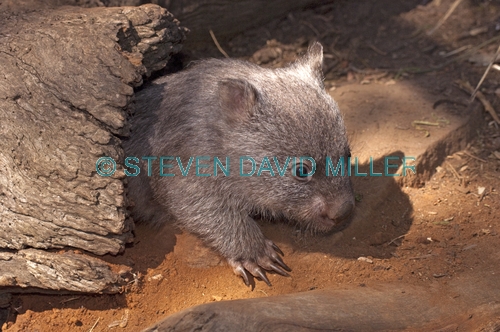 common womat;young wombat;wombat walking;orphaned wombat;vombatus ursinus;tasmanian wombat;bonorong wildlife park;wombat picture;wombat;cute;cute baby animal