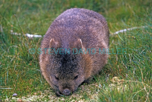 wombat picture;wombat;common wombat;vombatus urninus tasmaniensis;tasmanian wombat;cradle mountain lake st clair national park;australian national park;tasmanian national parks;australian marsupials;marsupials