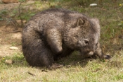 common-womat;young-wombat;wombat-scratching;orphaned-wombat;vombatus-ursinus;tasmanian-wombat;devils