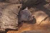 common-womat;young-wombat;wombat-walking;orphaned-wombat;vombatus-ursinus;tasmanian-wombat;bonorong-