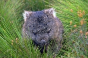 wombat-picture;wombat;baby-wombat;young-wombat;wombat-joey;vombatus-urninus-tasmaniensis;tasmanian-w