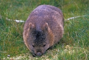 wombat-picture;wombat;common-wombat;vombatus-urninus-tasmaniensis;tasmanian-wombat;cradle-mountain-l