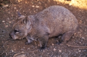 Southern Hariy-nosed Wombat
