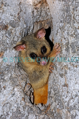 common brushtail possum;common brushtail possum picture;brushtail possum;brushtail possum in tree;brushtail possum in den;possum;australian possum;australian marsupials;marsupials