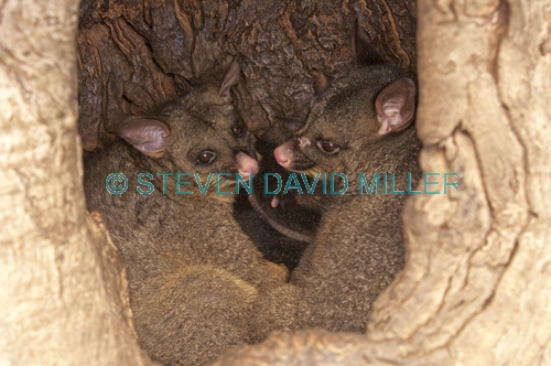 common brushtail possum;brushtail possum;trichosurus vulpecula;tasmanian possum;possums in tree hollow;common brushtail possum picture;possums in tree den;possums in den;possums nesting