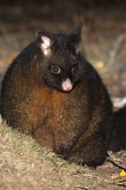 common-brushtail-possum;brushtail-possum;trichosurus-vulpecula;tasmanian-possum;mount-field-national