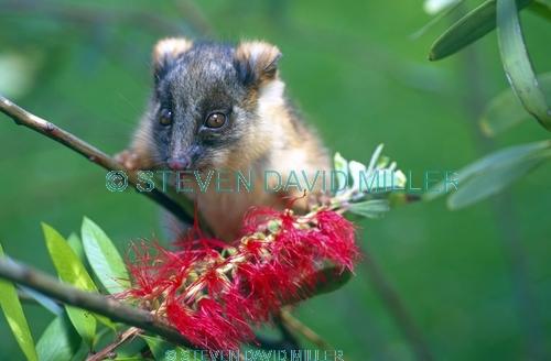 ringtail possum picture;ringtail possum;ring tail possum;baby ringtail possum;baby possum;orphaned possum;australian possum;possums of australia;cute baby animal;cute animal;victoria;steven david miller