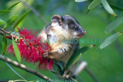 ringtail possum picture;ringtail possum;ring tail possum;baby ringtail possum;baby possum;orphaned possum;australian possum;possums of australia;cute baby animal;cute animal;victoria;steven david miller