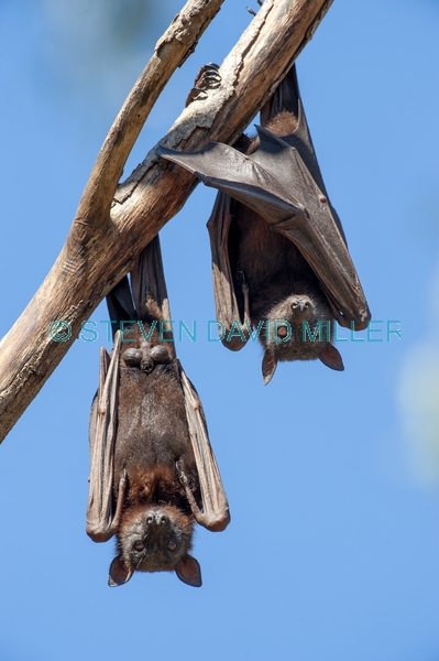 black fruit bat;australian national parks