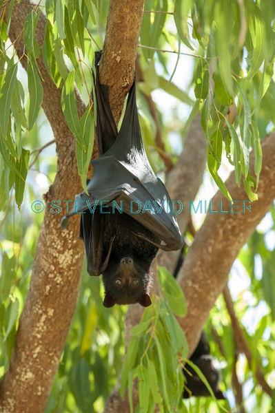 black fruit bat;australian national parks