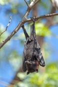 Fruit Bats & Flying Fox