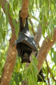 black-fruit-bat;australian-national-parks