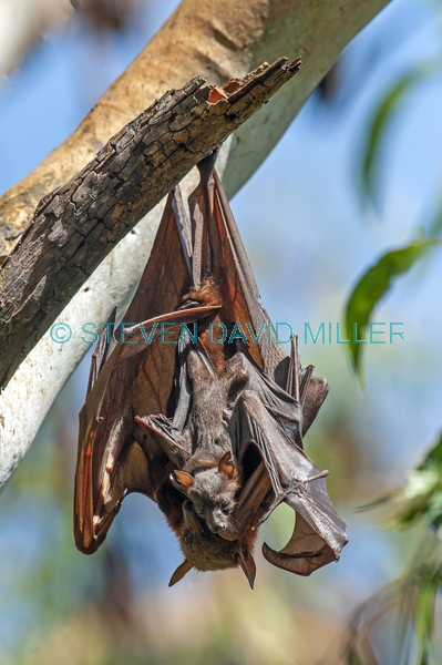 little red fruit bat;australian national parks