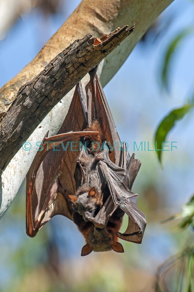 little red fruit bat;australian national parks