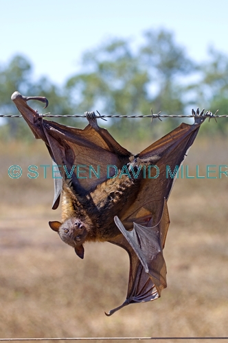 little red flying-fox;little red flying fox;flying fox;fruit bat;animal caught in barbed wire;bat caught in barbed wire;barbed wire hazard