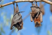 little-red-fruit-bat;australian-national-parks