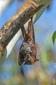 little-red-fruit-bat;australian-national-parks