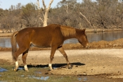 horse;wild-horse;brumby;egus-caballus;muloorina-station;oodnadatta-track;south-australia;steven-davi