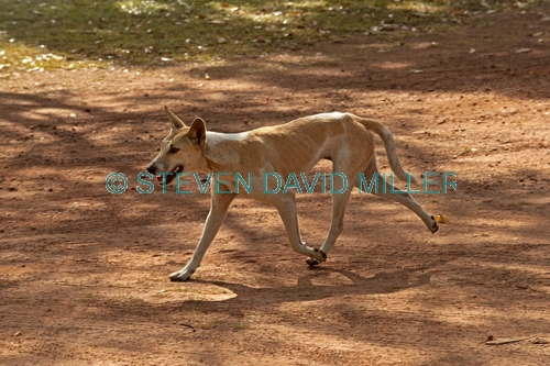 dingo picture;dingo;dingo mixed with domestic dog;dingo mixed with camp dog;dingo mix;canis lupus dingo;dingo running;dingo at Kakadu National Park;dingo in the northern territory;kakadu national park;northern territory;australian wild dog;steven david miller